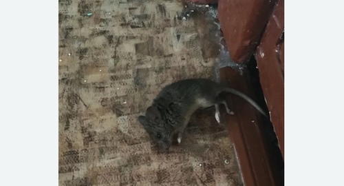 Дезинфекция от мышей в Тимашевске